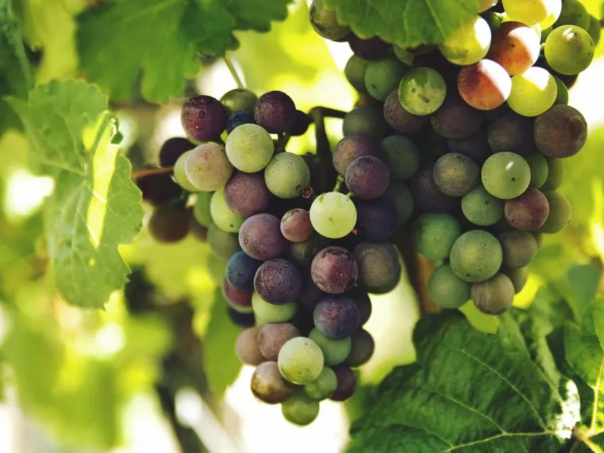 Cacho de uvas no parreiral